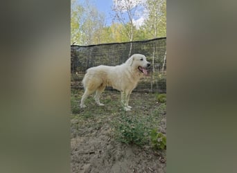 Frodo – groß, lieb und voller Liebe
