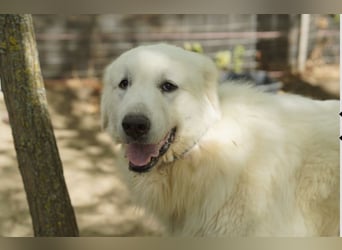 Frodo – groß, lieb und voller Liebe