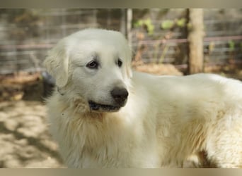 Frodo – groß, lieb und voller Liebe