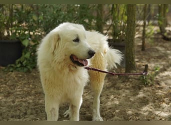 Frodo – groß, lieb und voller Liebe