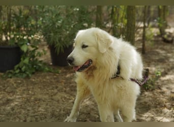 Frodo – groß, lieb und voller Liebe