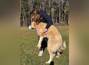 großer junger Pyrenäenberghund Mischlings-Rüde Finn sucht sein Zuhause