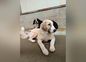 großer junger Pyrenäenberghund Mischlings-Rüde Finn sucht sein Zuhause