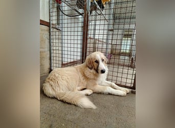 großer junger Pyrenäenberghund Mischlings-Rüde Finn sucht sein Zuhause