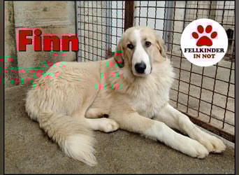 großer junger Pyrenäenberghund Mischlings-Rüde Finn sucht sein Zuhause