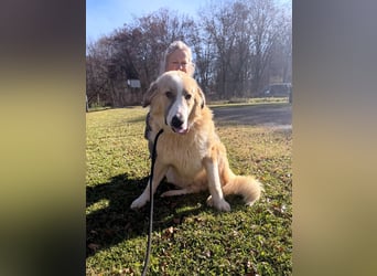 großer junger Pyrenäenberghund Mischlings-Rüde Finn sucht sein Zuhause