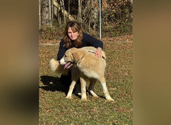 großer junger Pyrenäenberghund Mischlings-Rüde Finn sucht sein Zuhause