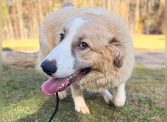 großer junger Pyrenäenberghund Mischlings-Rüde Finn sucht sein Zuhause