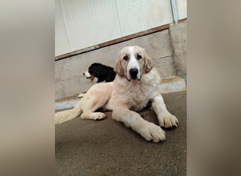 großer junger Pyrenäenberghund Mischlings-Rüde Finn sucht sein Zuhause