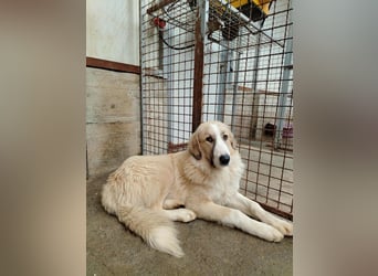 großer junger Pyrenäenberghund Mischlings-Rüde Finn sucht sein Zuhause