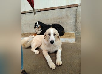 großer junger Pyrenäenberghund Mischlings-Rüde Finn sucht sein Zuhause