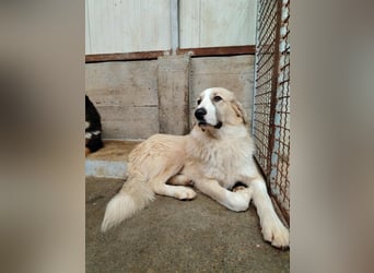 großer junger Pyrenäenberghund Mischlings-Rüde Finn sucht sein Zuhause