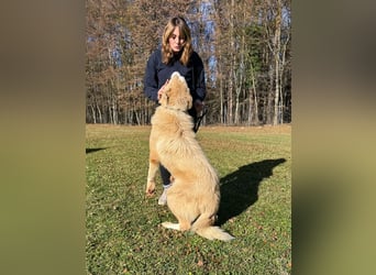 großer junger Pyrenäenberghund Mischlings-Rüde Finn sucht sein Zuhause