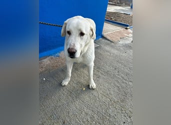 Brooklyn , ein großer Eisbär