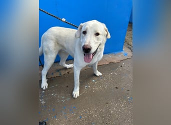 Brooklyn , ein großer Eisbär