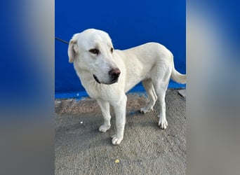 Brooklyn , ein großer Eisbär