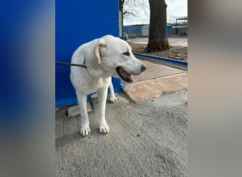 Brooklyn , ein großer Eisbär