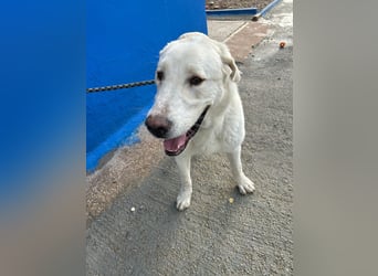 Brooklyn , ein großer Eisbär