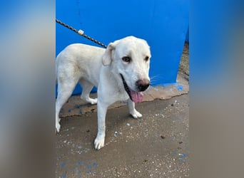 Brooklyn , ein großer Eisbär