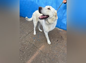 Brooklyn , ein großer Eisbär