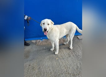 Brooklyn , ein großer Eisbär