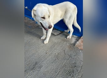 Brooklyn , ein großer Eisbär