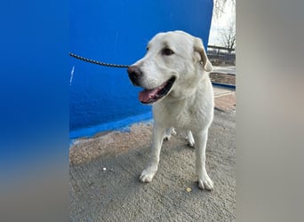 Brooklyn , ein großer Eisbär