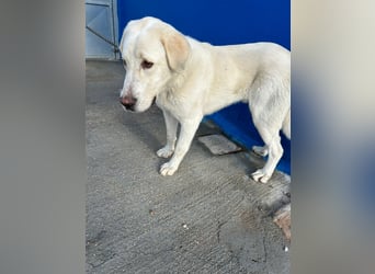 Brooklyn , ein großer Eisbär