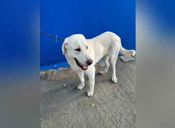 Brooklyn , ein großer Eisbär