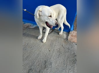 Brooklyn , ein großer Eisbär