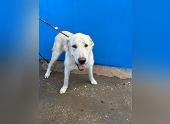 Brooklyn , ein großer Eisbär