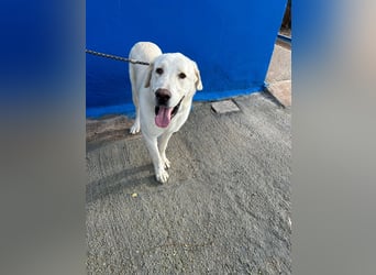 Brooklyn , ein großer Eisbär