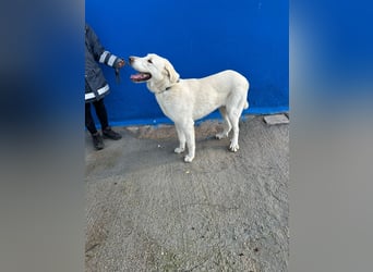 Brooklyn , ein großer Eisbär