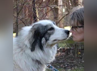 Mischa,Pyrenäenberghund-Mix-Hündin, geb. 2022, su. ein Zuhause mit viel Platz und Herz