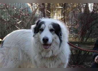 Isa, Pyrenäenberghund-Mix, geb. 2022, sucht Menschen mit Herz und Geduld