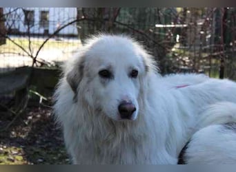 Bär, Pyrenäenberghund-Mix, geb. 2022, sucht geduldige Menschen mit Herz