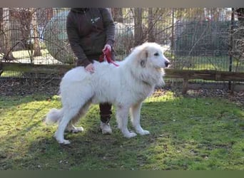 Bär, Pyrenäenberghund-Mix, geb. 2022, sucht geduldige Menschen mit Herz