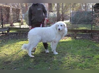 Bär, Pyrenäenberghund-Mix, geb. 2022, sucht geduldige Menschen mit Herz