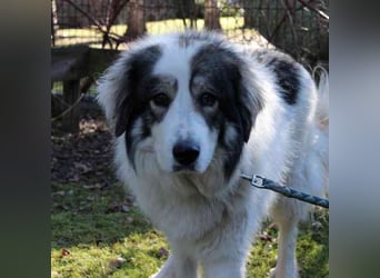 Mischa,Pyrenäenberghund-Mix-Hündin, geb. 2022, su. ein Zuhause mit viel Platz und Herz