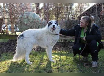 Isa, Pyrenäenberghund-Mix, geb. 2022, sucht Menschen mit Herz und Geduld