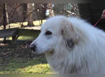 Bär, Pyrenäenberghund-Mix, geb. 2022, sucht geduldige Menschen mit Herz