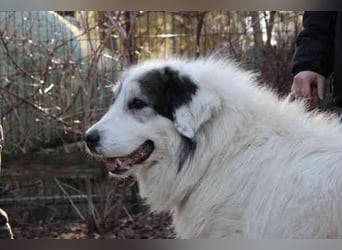 Isa, Pyrenäenberghund-Mix, geb. 2022, sucht Menschen mit Herz und Geduld