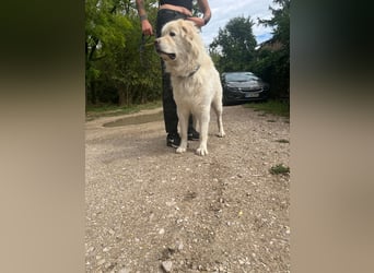 Mont Blanc VA– weisser Riese mit großem Herz