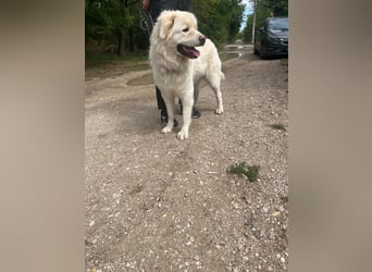 Mont Blanc VA– weisser Riese mit großem Herz