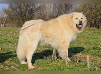 Mont Blanc VA sanfter Riese mit feiner Seele