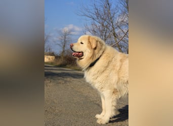 Mont Blanc VA sanfter Riese mit feiner Seele