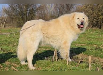 Mont Blanc VA sanfter Riese mit feiner Seele