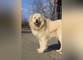 Mont Blanc VA sanfter Riese mit feiner Seele