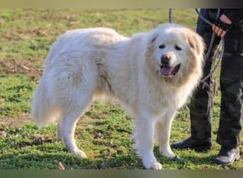 Mont Blanc VA sanfter Riese mit feiner Seele