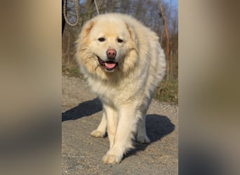 Mont Blanc VA sanfter Riese mit feiner Seele